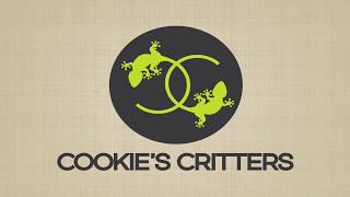 Sydney Reptile Breeders - Cookies Critters Intro