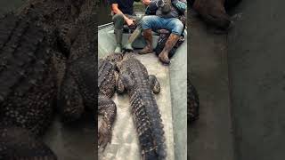 Unforgettable Alligator Hunt in Louisiana with Great Company – An Adventure of a Lifetime!