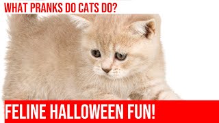 Cats' Spooky Halloween Shenanigans: Pranks to Scare Your Family!