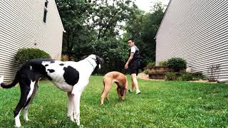 Fighting Dogs Rehabilitated | Funtastic K9 Training