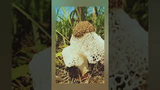 Mashroom beautiful #reels #viral