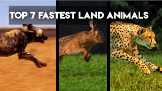 THE TOP 7 FASTEST LAND ANIMALS || fastest animals