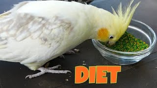 My maintenance diet for cockatiels