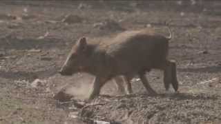 Wildschweine im Teutoburger Wald