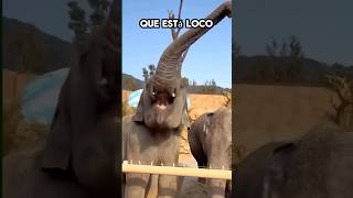 Elefante se Cree Helicóptero