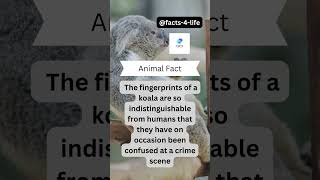 Koalas' Human-like Fingerprints! #fact4life #animalfacts #shorts