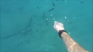 Кормление рыб в море Анталья Турция (Fish feeding underwater Antalya ) - YouTube