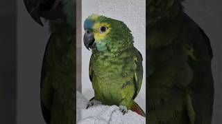 parrot's first words