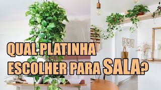 PLANTAS PENDENTES NA SALA QUAL ESCOLHER?