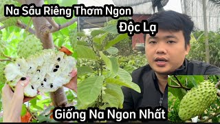 Giống Na Sầu Riêng Độc Lạ - Giống Na Thơm Ngon Nhất Hiện Nay Tại Nhà Vườn