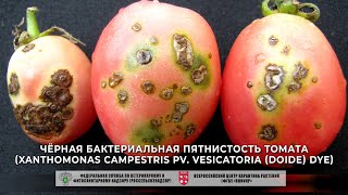 Чёрная бактериальная пятнистость томата (Xanthomonas campestris pv. vesicatoria (Doide) Dye)