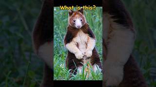 What is this?#shortsfeed #shorts #shortsvideo #short #viral #viralvideo #viralshorts #animals