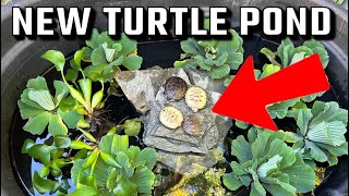 BABY TURTLES get NEW POND!!