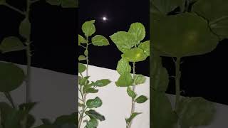 Poornima full moon@moon @viral videos @HyderabadDiaries