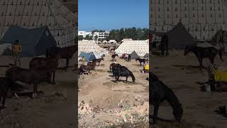 مهرجان الخيل والتبوريدة #المغرب #vlog