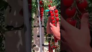 Harvest Cherry Tomato in Vertical Farming 🍅#Greengarden