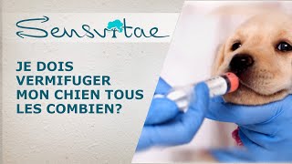 Je dois vermifuger mon chien tous les combiens? Réponse d'un docteur vétérinaire