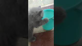 Sara is drinking water 🤣💦 #shorts #trending #viral #youtube #bts #persiancat #army