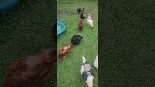 The Wild Life of Domesticated Chickens #chicken #backyardchickens @Chickenchaos  #backyardanimals