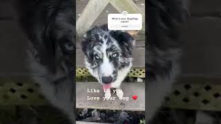 Winnie is the best farm dog ever! #dog #viralvideo #australianshepherd #nevergrowup #adorable #fyp