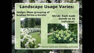 Lunch & Learn Pruning Hydrangeas September 2021