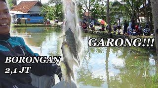 WEDAAANN!!! KALAU SUDAH BORONGAN IKAN NILA DAN GURAMEH...