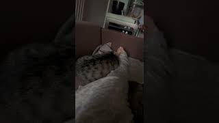 Сонная котоатака #music #cat #cute #смешныекошки #chat #смешныекоты