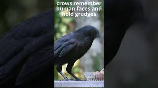 #funfact #wildlife #crow #animals