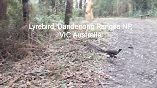 Lyrebird, Dandenong Ranges National Park, VIC Australia #listen