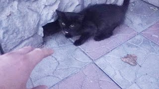 A black kitten lives in a mouse hole