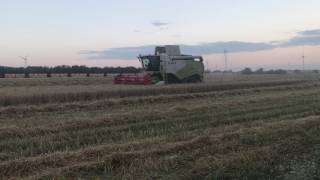 Harvest wheat ~ Claas Tucano 420 + Vario 560 ~