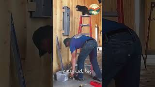 وجدت العائلة راكون يحتضر شاهد ماذا فعلو معه