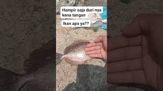 ikan baronang aginbahasa latin nya ( Siganus canaliculatus ). #mancing #laut #fishing #ikanbaronqng