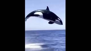 Have you seen this video before? 😮 Share with a friend! 🐋 eltopstar 💫 #travelpicsdaily #travelinfl