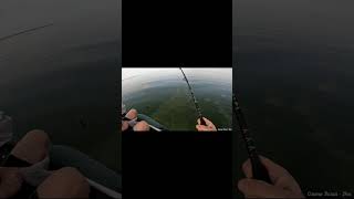 СОМ АТАКУЕТ! РЫБАЛКА НА КВОК #рыбалка  #fishing