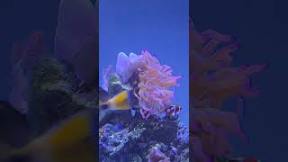 Soft coral & anemone #softcoral #anemone #reef #fish #shortvideo #shorts #short #music #aquarium