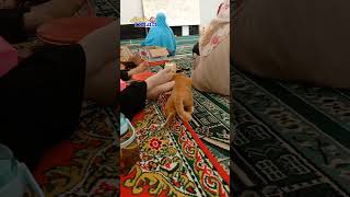 Oyen Bersama Emak-emak #shots #cat #kucing #catlover #animals #catvideos