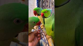 বাংলাদেশে কত প্রকারের টিয়া পাওয়া যায় দেখুন - Parrots in Bangladesh #birds #parrot #পাখি #টিয়া