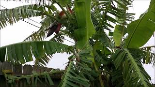 Banana Trees in Houston