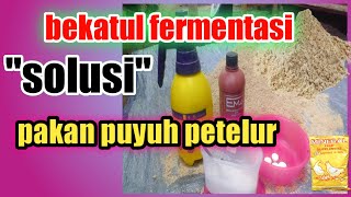 Solusi pakan puyuh petelur|laying quail feed solution