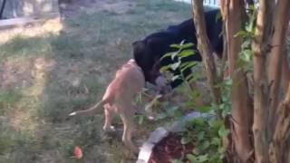 Dog play fight