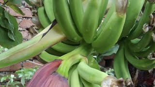 First time fruiting on my banana plant|| #shorts