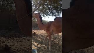 Beautyful camel