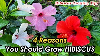 4 Reasons You Should Grow Hibiscus | Hibiscus Grow Tips and Guide | Hibiscus Update (一定要种植朱槿的一千个理由)