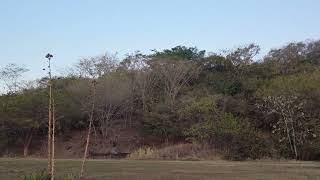 Howler Monkeys in Bahia Culebra