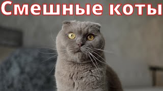 Смешные коты | Приколы | Юмор | Приколы с котами