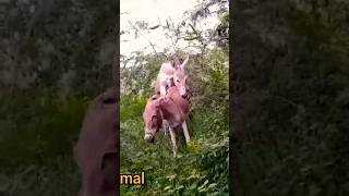 #donkey #janwar #animals #youtubeshorts