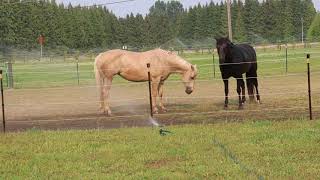 Horses In The Sprinkler