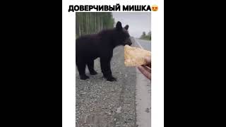 доверчивый мишка