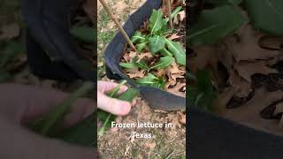 Frozen lettuce in Texas #backyardgardens #plants #lettuce #salad #diy